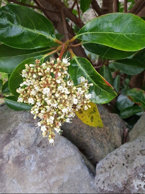 plant,식물,nature,자연,꽃