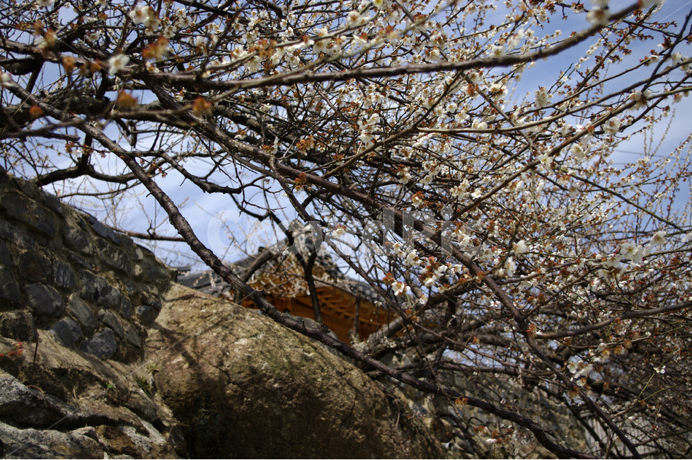 매화,봄,봄날,봄풍경,감성,spring,flower,돌담,한옥,한국,봄꽃,꽃,봄,계절,spring,season,한국전통,한국문화,korean traditional,korean culture,식물,자연,plants,nature,꽃,flower,건축물,건물외관,exterior,building,structure,architecture,construction,plant
