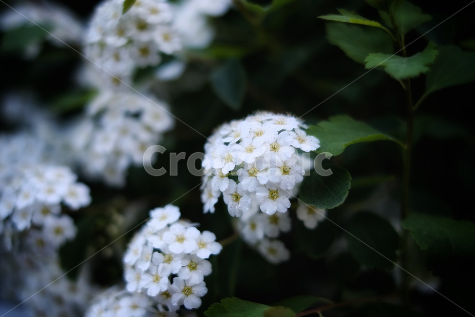 조팝나무,하얀꽃,백색,부케,순백,식물,자연,plants,nature,꽃,flower