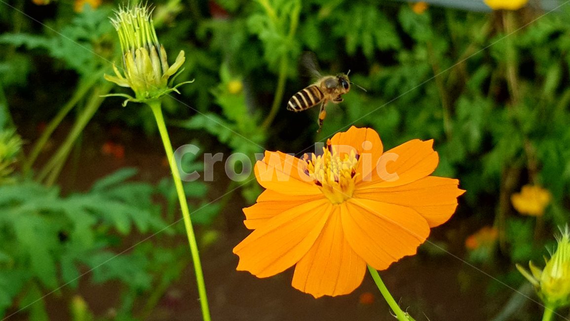 꽃,벌,일벌,꿀벌,코스모스,가음,식물,자연,plants,nature,꽃,flower,동물,animal,곤충,벌레,insect,bug