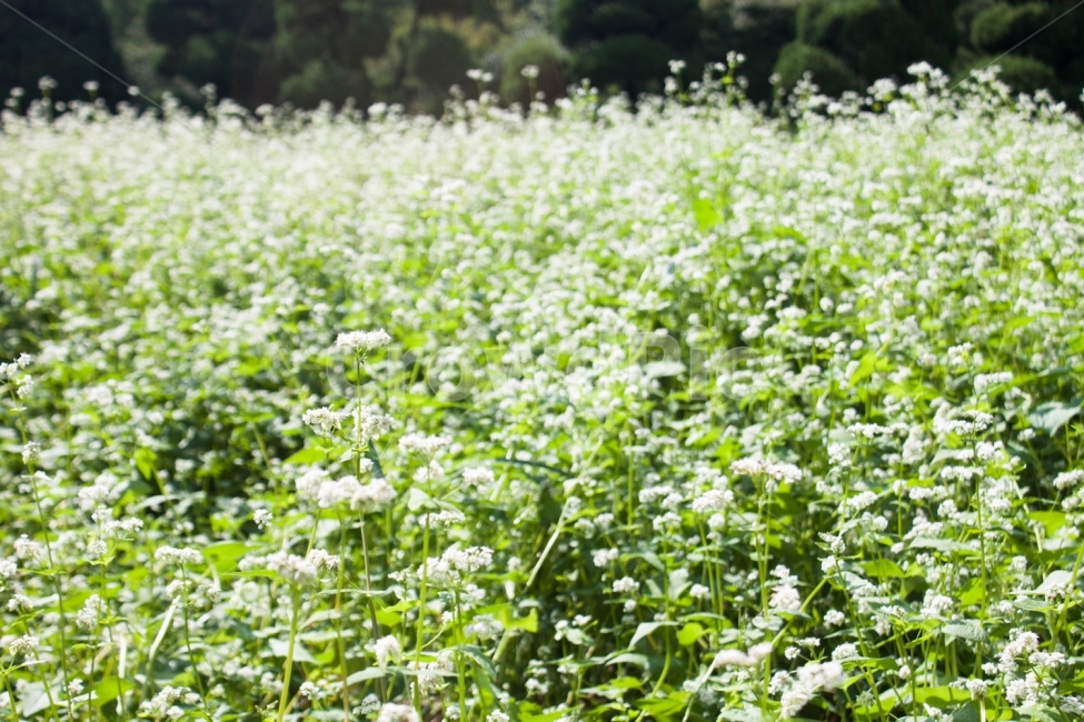 메밀,메밀꽃,메밀밭,꽃밭,꽃,flower,buckwheatflower,식물,자연,plants,nature,꽃,flower,감성,sensible,feeling