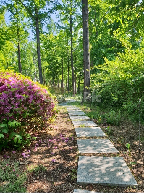 숲,산책,힐링,싱그러운,햇살,자연,길,돌계단,자연,풍경,nature,landscape,path,통로