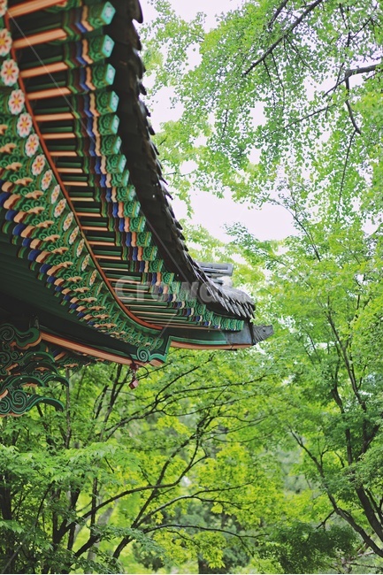 한옥,처마,한식,지붕,나무,그린,green,tree,한국전통,한국문화,korean traditional,korean culture,건축물,건물외관,exterior,building,structure,architecture,construction
