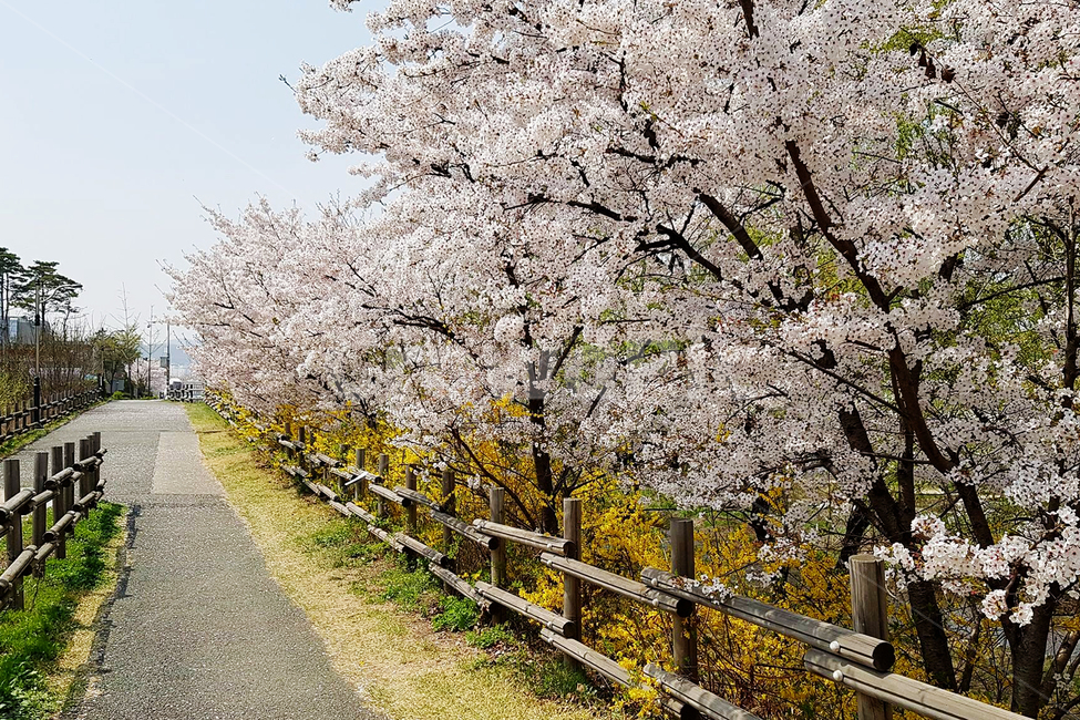 봄,벚꽃길,벚꽃,산책길,산책로,spring,개나리,길,plant,식물,꽃,봄,계절,spring,season,flower,blossom