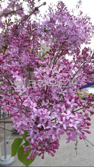 라일락,봄꽃,연보라,향기,봄향기,식물,blossom,plant