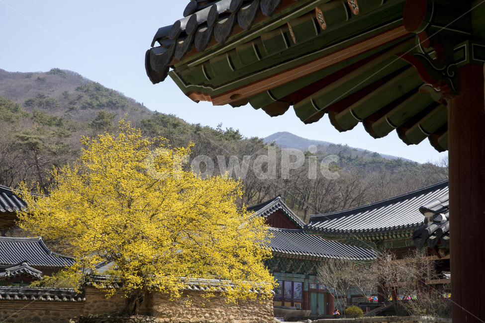 자연,종교,불교,사찰,절,한옥,기와,기와집,식물,꽃,노란꽃,산수유,나무,꽃나무,계절,봄,봄꽃,하늘,담장,송광사,봄,계절,spring,season,한국전통,한국문화,korean traditional,korean culture