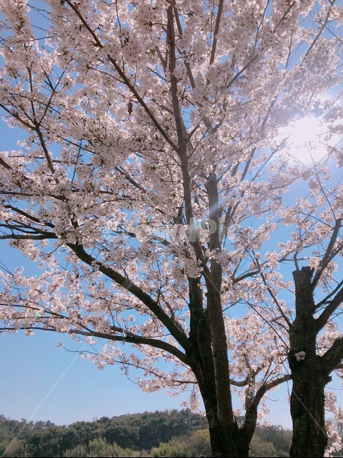 봄,벚꽃,벚꽃나무,햇빛,색감,봄,계절,spring,season,plant,식물