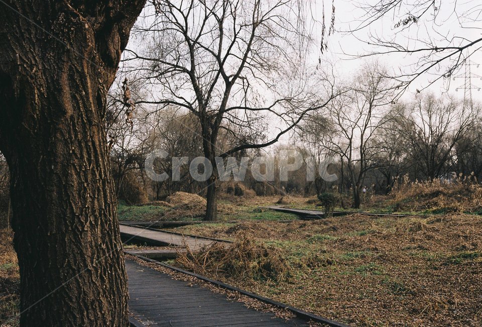 산책로,boardwalk,공원,겨울,나무,숲,자연,풍경,탄천,풀,식물,녹지