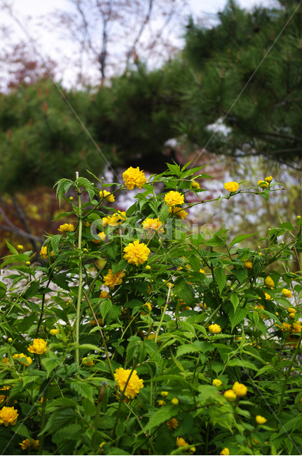 꽃,flower,계절,봄,spring,식물,plant,자연,nature,식물,자연,plants,nature,꽃,flower