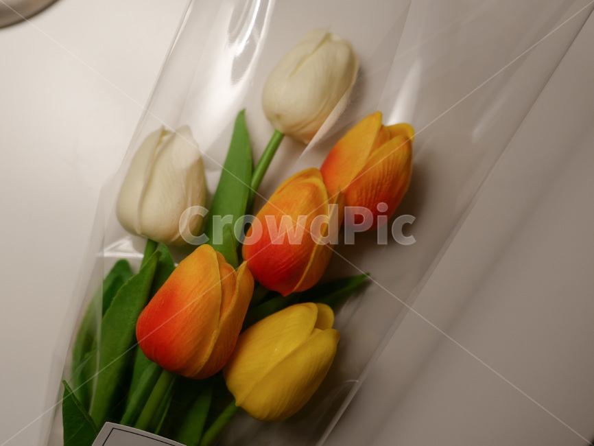 식물,plant,꽃,튤립,flower