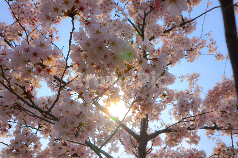 벚꽃,꽃,자연,나무,풍경,봄,봄,계절,spring,season,식물,자연,plants,nature,꽃,flower,plant,blossom,cherry blossom