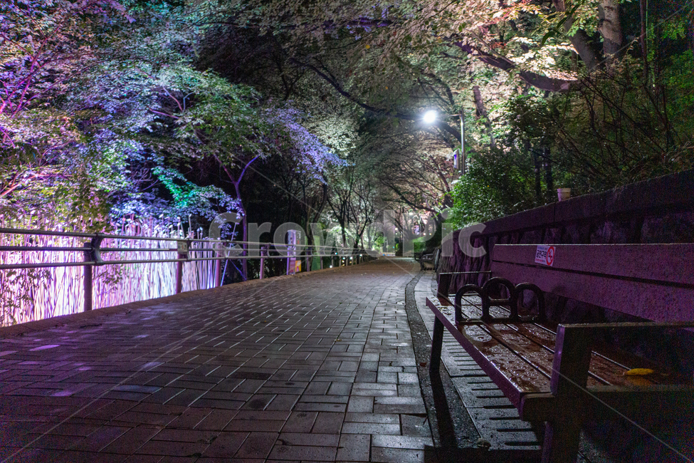 인천,자유공원,야경,led,조명,야간,동인천,차이나타운,나무,공원,산책,산보,산길,오솔길,통로,보도,숲속,형형색색,forest,path,lane,trail,walkway,길,수풀,벤치,의자,bench,자연,park,tree,nature,풍경,landscape,scenery,scene,view,night,nightview,nightscene,lighting,illumination,lamp,light,colourful,숲,야경,밤,풍경,nightscape,night,landscape