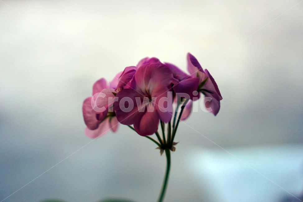 꽃,빨간꽃,보라꽃,난꽃,분홍꽃,감성,식물,자연,plants,nature,꽃,flower