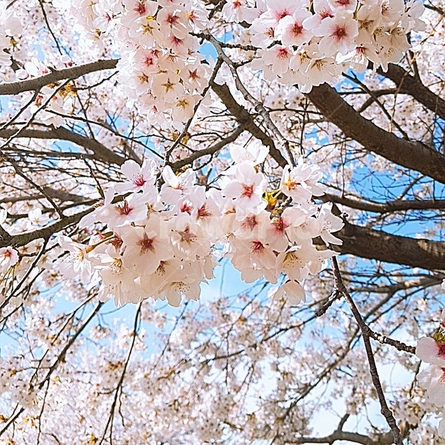 벚꽃,봄,꽃,핑크,분홍,봄,계절,spring,season,식물,자연,plants,nature,꽃,flower,plant,blossom