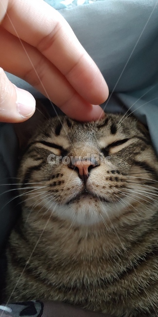 고양이,반려묘,집고양이,동물,cat