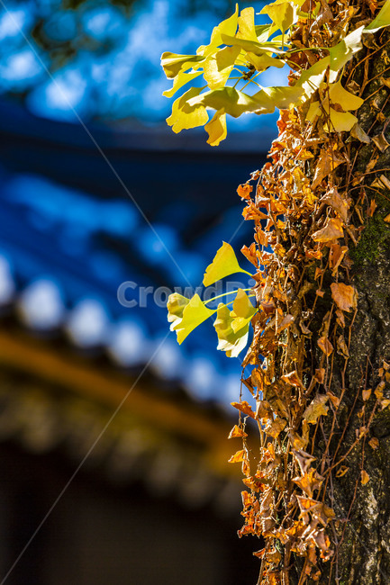 은행잎,단풍,가을,낙엽,자연,풍경,기와,가을,계절,fall,autumn,season,식물,자연,plants,nature,plant