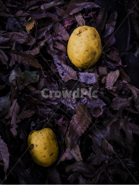 plant,식물,잎,leaf,모과,가을모과,노랑모과,낙옆