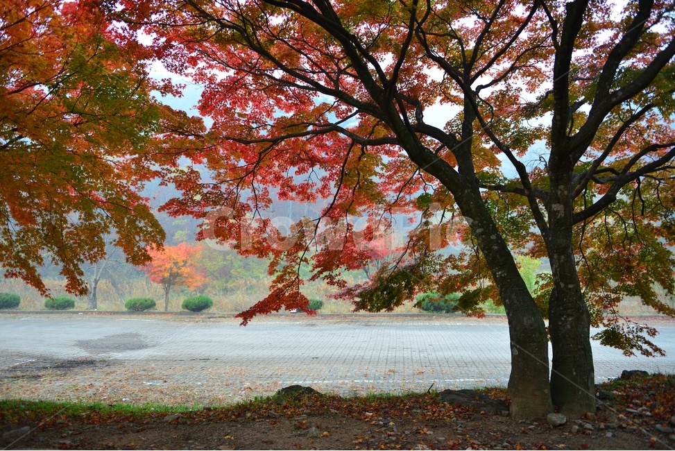 전남,백양사가을,장성,백양사,tree,나무,plant,식물,maple,단풍,leaf,잎,treetrunk,나무줄기,경치,경관,풍경,가을,계절,딘풍잎,추색,추경,outdoors,옥외,nature,자연,가을,계절,fall,autumn,season,자연,풍경,nature,landscape