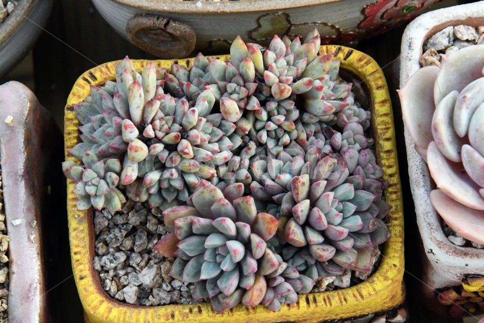 다육이,다육,다육식물,화분,식물,화초,배경,자연,plants,취미,그린,환경,키우기,아름다운,화려한,생명,생활,background,식물,자연,plants,nature