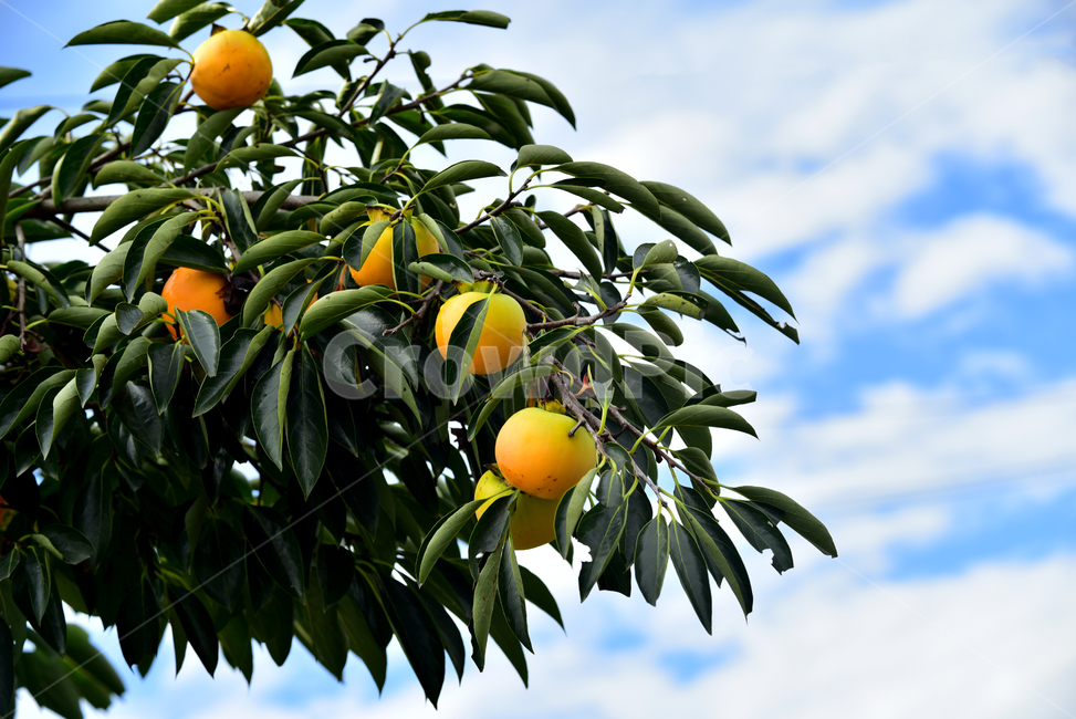 감,감나무,감나무잎,과일,과실,가을,열매,음식,persimmon,fruit,autumn,fall,tree,식물,자연,plants,nature,과일,열매,fruit