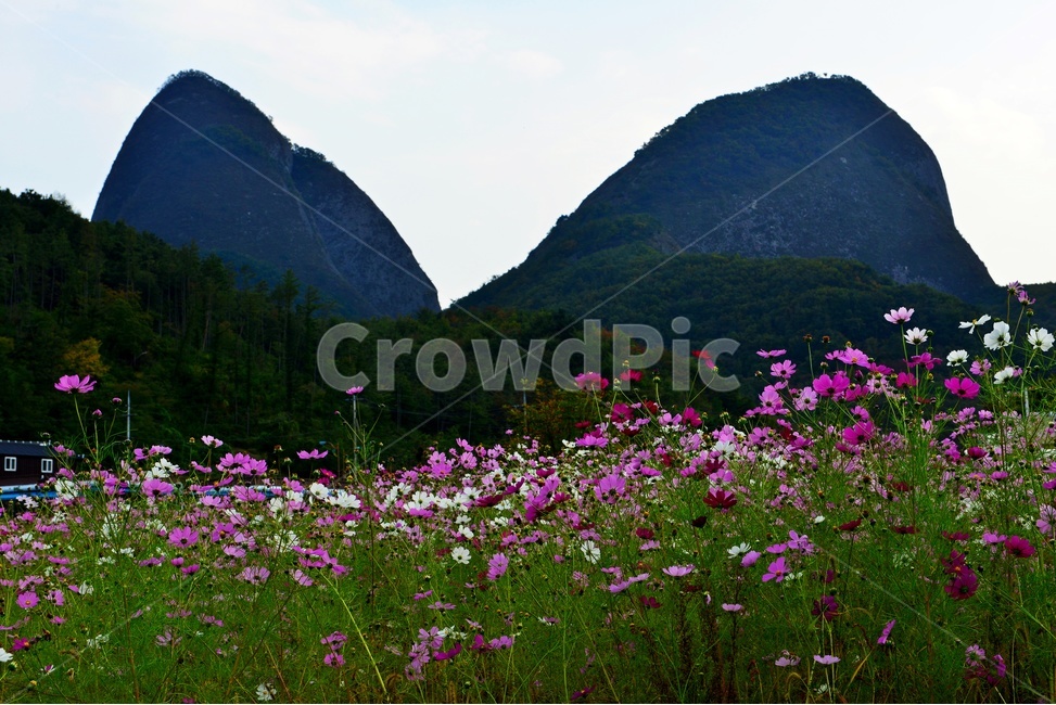 농업,농사,경작,가을,계절,field,들,코스모스,코스모스꽃,꽃밭,전북,진안,마이산,nature,자연,outdoors,옥외,water,물,자연,풍경,nature,landscape