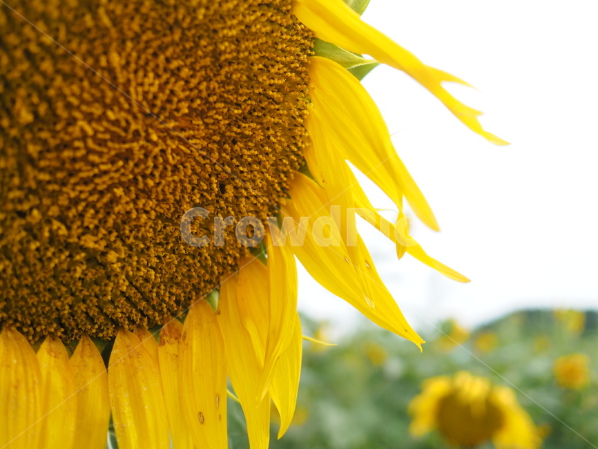 해바라기,여름,꽃,하늘,노란,해,식물,자연,plants,nature,꽃,flower