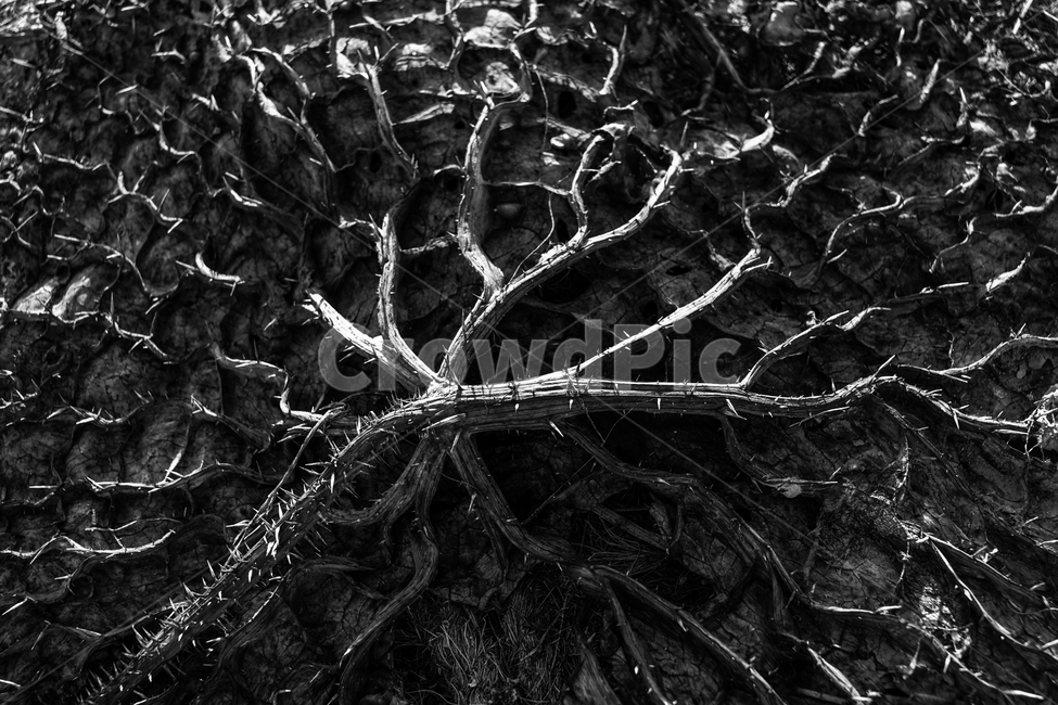 연잎,잎,연,줄기,가시,식물,식물,자연,plants,nature,흑백,모노톤,monochrome,black and white