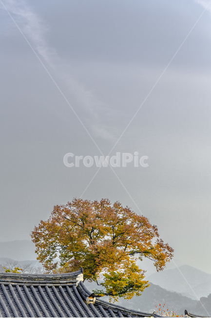 고택,기와,풍경,가을,하늘,민속마을,가을,계절,fall,autumn,season,자연,풍경,nature,landscape,한국자연풍경,한국자연경관,korea nature landscape,한국전통,한국문화,korean traditional,korean culture,건축물,건물외관,exterior,building,structure,architecture,construction,plant,식물,tree,나무