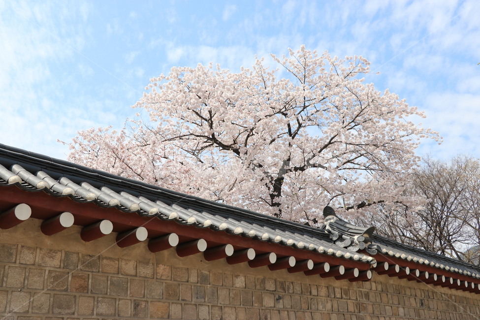광화문,벚꽃,꽃,bloom,spring,한국의봄,봄,한국,전통,사쿠라,sakura,plant,식물,봄,계절,spring,season,한국전통,한국문화,korean traditional,korean culture