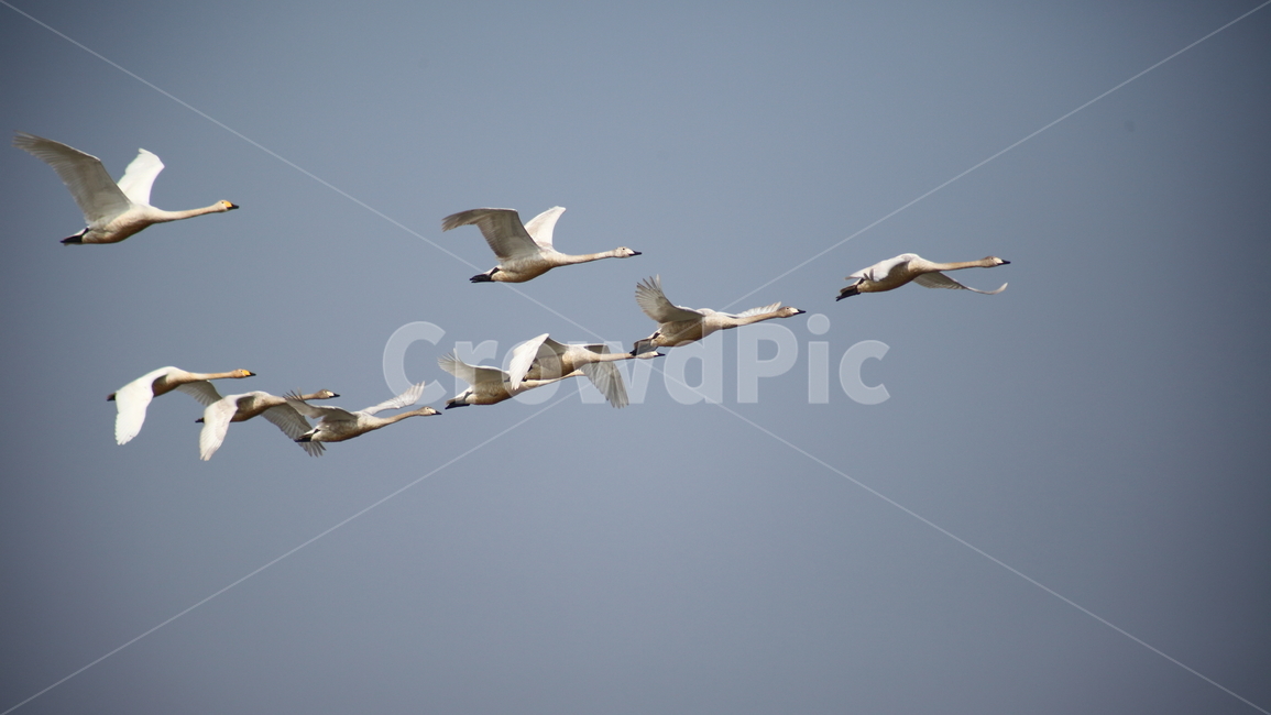 animal,동물,bird,새,고니,백조,철새,swan,큰고니,동물,animal,조류,새,birds
