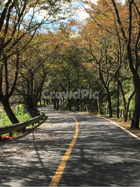 길,가을,낙엽,벚꽃나무,벚꽃,나무,풍경,보성군,산,가을,계절,fall,autumn,season,자연,풍경,nature,landscape,road,도로,tree,plant,식물,asphalt,아스팔트