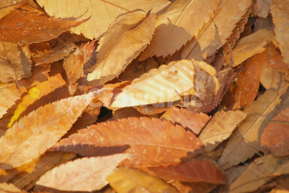 낙엽,가을,단풍,autumn,나뭇잎,잎,잎사귀,자연,fall,가을,계절,fall,autumn,season,plant,식물,leaf