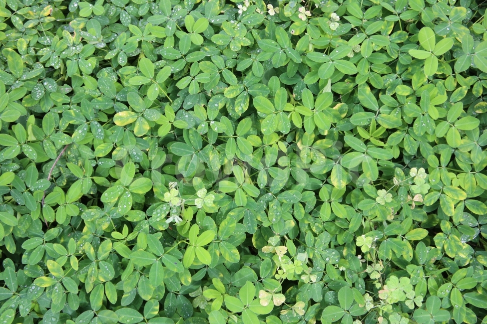 배경,패턴,잎사귀,풀,반복,식물,자연,plants,nature