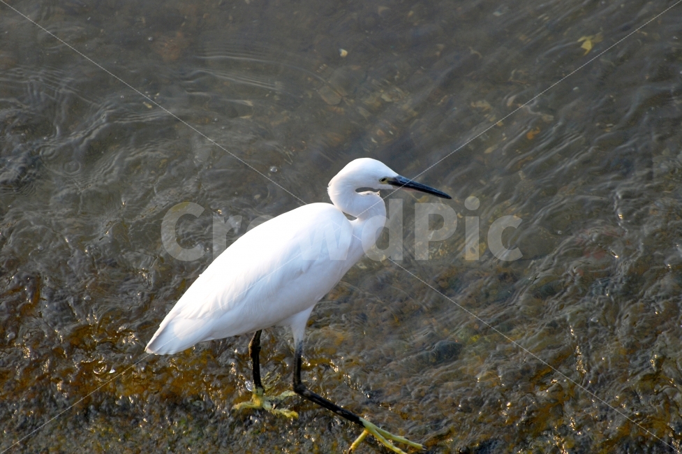 백로,새,조류,철새,강,물,자연,생태,하천,야생,동물,bird,동물,animal,조류,새,birds