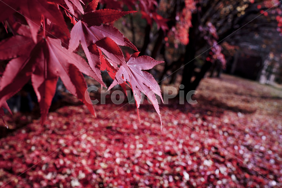 autumn,가을,maple,낙엽,단풍,가을,계절,fall,autumn,season,leaf,잎,plant,식물,tree,나무