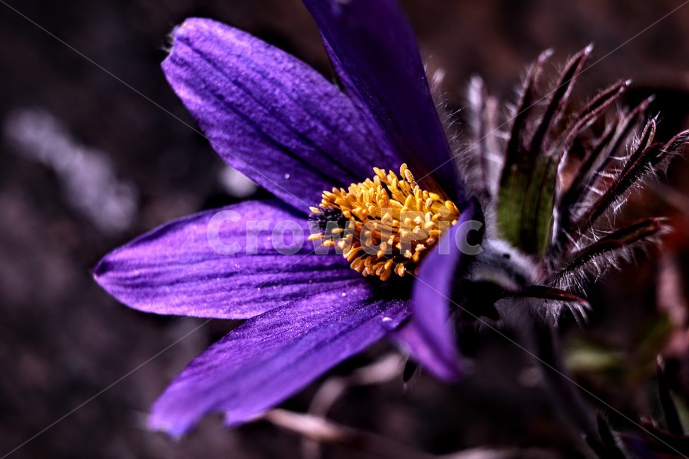 할미꽃,노랑,동강,자주색,정선,식물,자연,plants,nature,꽃,flower
