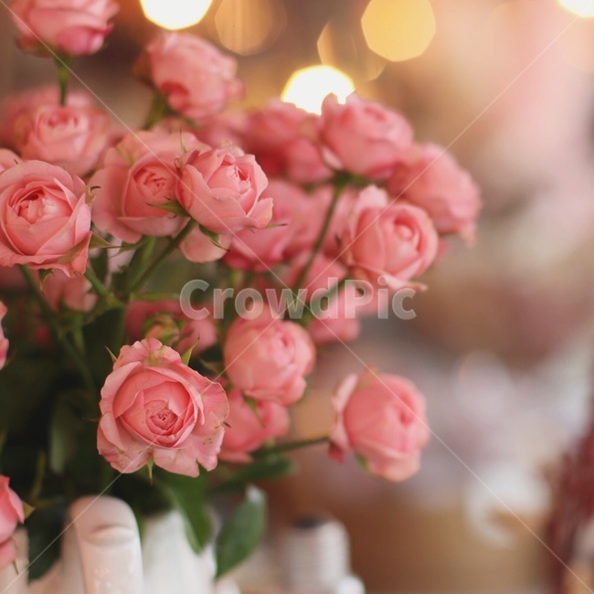 plant,식물,flower,꽃,blossom,식물,자연,plants,nature,꽃,flower