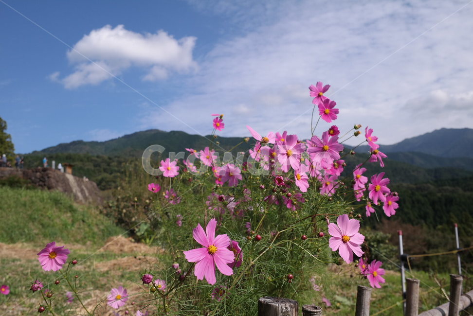 Nagoya,pink,cosmos flower,Japan,autumn scenery,autumn,Cosmos,flower
