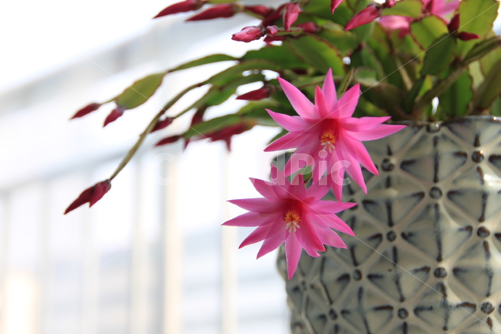 plant,식물,게발선인장,선인장,꽃,식물,자연,plants,nature,꽃,flower