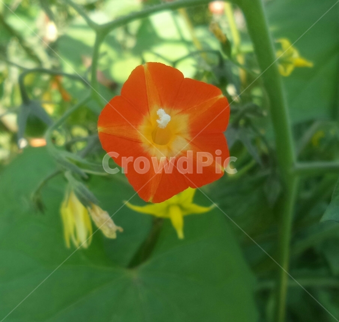 둥근잎유홍초,메꽃과,붉은색꽃,덩굴식물,관상용,속씨식물,식물,자연,plants,nature,꽃,flower