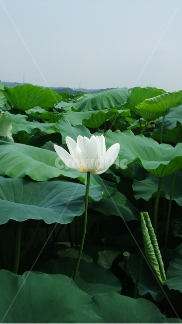연,연꽃,연잎,자연,식물,로터스,lotus,leaf,nature,plants,습지,꽃,flower,피어나는,bloom