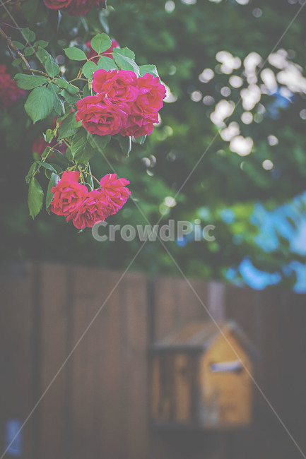 자연,식물,꽃,장미,빨간장미,nature,plants,flower,rose,redroses