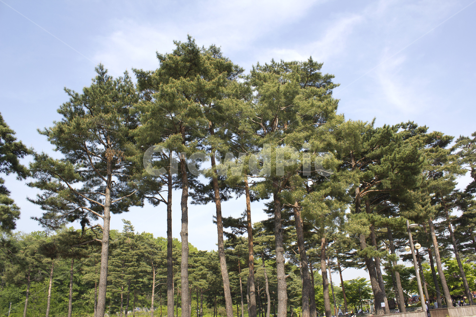 하늘,낮,나무,소나무,자연,한국,공원,대한민국,녹색,그린,초록색,자연,풍경,nature,landscape,tree,plant,식물