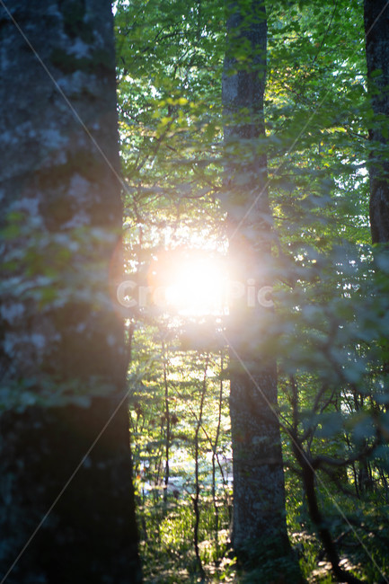 light,flare,플레어,숲,자연,경관,경치,배경,풍경,나무,흙,땅,빛,햇빛,긍정,평온,평화,밝은,sunny,weather,forest,leaf,plant,tree,자연,풍경,nature,landscape