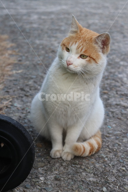 고양이,길고양이,코리안숏헤어,코숏,동물,cat,animal,straycat,동물,animal,포유류,mammal,고양이,cat,kitten,kitty
