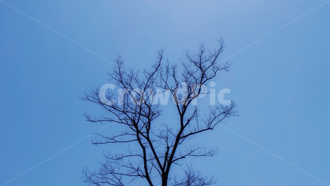 나무,나뭇가지,식물,tree,plant