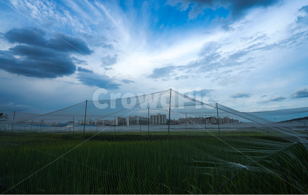 벼,논,그물망,아파트,농사,하늘,구름,풍경,도시,풍경,city,landscape