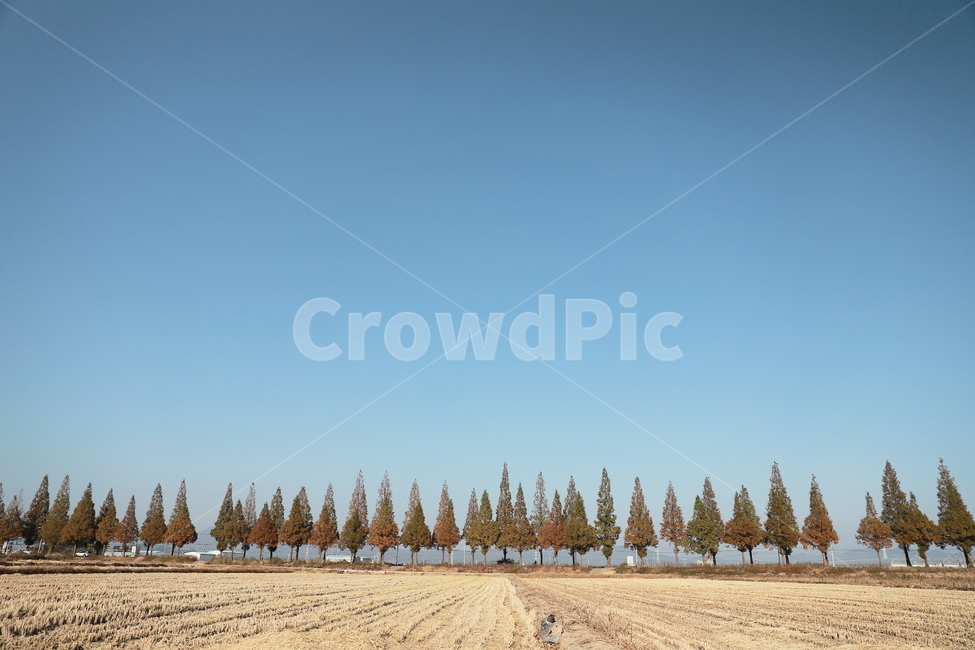 죽동,죽동마을,메타세콰이어,나무,하늘,풍경,자연,풍경,nature,landscape,tree,plant,식물,fir,전나무
