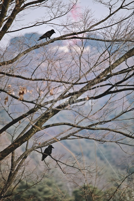 나무,까마귀,새,나뭇가지,자연,tree,crow,bird,nature,식물,자연,plants,nature,나무,trees,wood,동물,animal,조류,새,birds