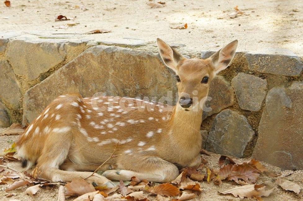 사슴,꽃사슴,노루,deer,동물,동물원,동물,animal,포유류,mammal